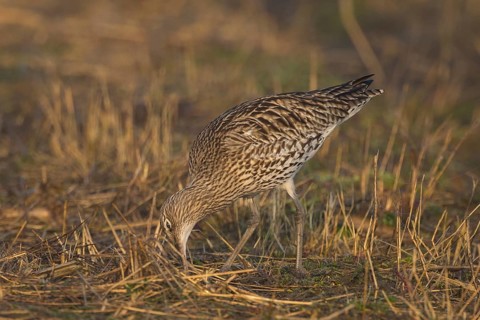 Eurasian Curlew (Numenius arquata) foraging, North Rhine-Westpalia, Germany
