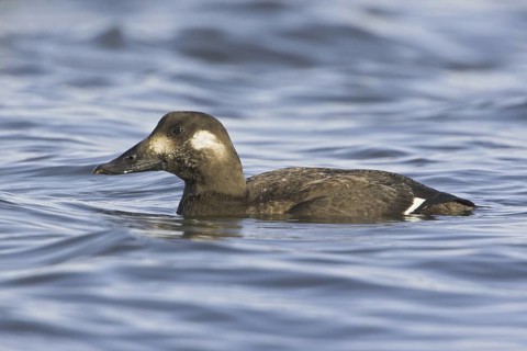 White-winged Scoter (Melanitta deglandi) female, British Columbia, Canada