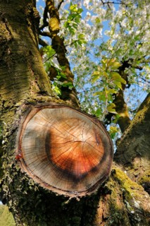 Detail of sapling on a beautiful wooden branch with apple blossoms, Canton Thurgau, Switzerland