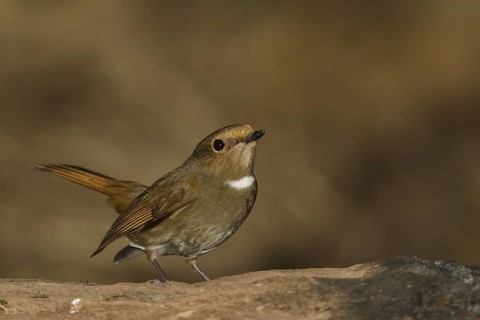 Rufous-bellied Niltava (Niltava sundara) female, Doi Lang, Thailand