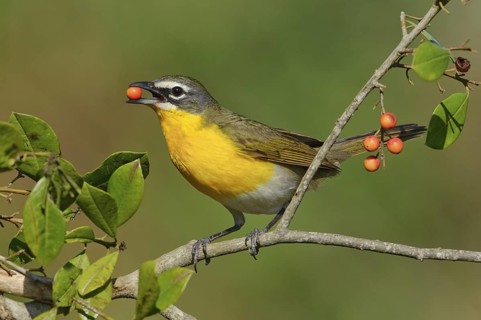 Yellow-breasted Chat (Icteria virens) feeding on red berries, Texas, USA