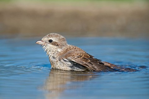 Red-backed Shrike (Lanius collurio) juvenile bathing, Aosta Valley, Italy