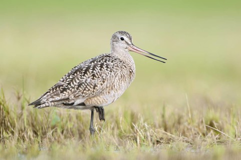 Marbled Godwit (Limosa fedoa), Texas, USA