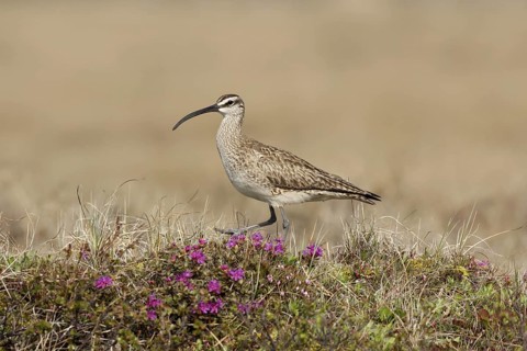 Whimbrel (Numenius phaeopus), Manitoba, Canada
