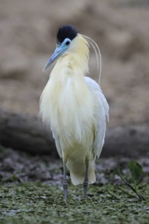 Capped Heron (Pilherodius pileatus), Pantanal, Brazil
