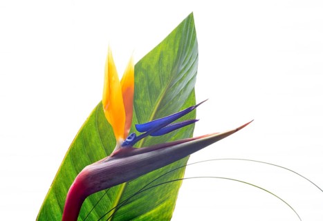 Studio photo, Strelitzia (Strelitziaceae), flower with petal, cropped, Stuttgart,