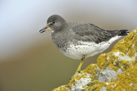 Surfbird (Calidris virgata), British Columbia, Canada