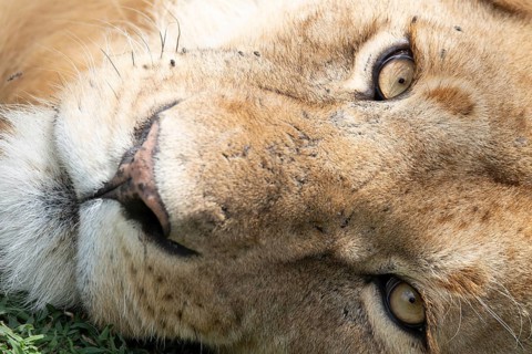 A detailed close-up of a lion's face showcasing the intricate texture of its fur and piercing eye,