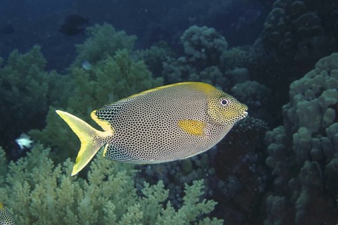 Spotted rabbitfish (Siganus stellatus laqueus)
