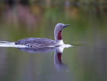 Red-throated Loon (Gavia stellata), Sweden
