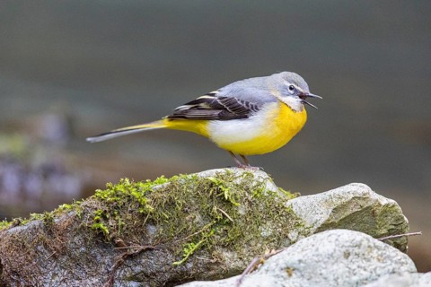 Grey wagtail (Motacilla cinerea) Germany