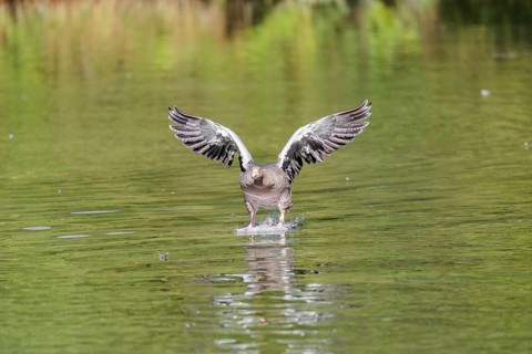 An adult greylag goose (Anser anser) lands on a lake on a sunny day. Bavaria, Germany