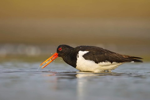 Eurasian Oystercatcher (Haematopus ostralegus) female drinking, North Rhine-Westphalia, Germany