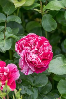 Shrub rose (Rosa COLIBRI), Germany