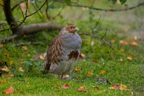 Grey Partridge (Perdix perdix), Bavaria, Germany
