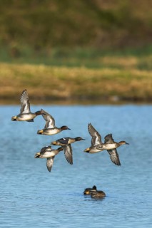 Eurasian Teal, Anas crecca, birds in flight over winter marshes