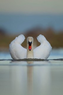 Mute swan (Cygnus olor) adult male bird in threatening pose on water of a lake, England, United