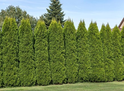 Emerald arborvitae (Thuja occidentalis 'Smaragd'), viewing garden, University of Applied Sciences