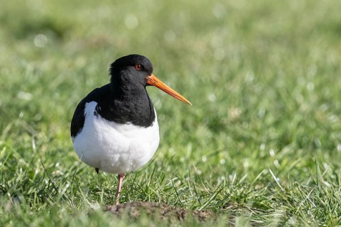 Oystercatcher (Haematopus ostralegus), Emsland, Lower Saxony, Germany