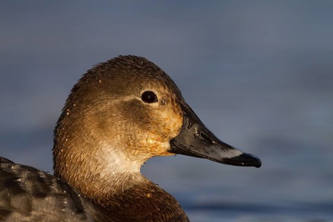 Common Pochard (Aythya ferina) female, Bavaria, Germany