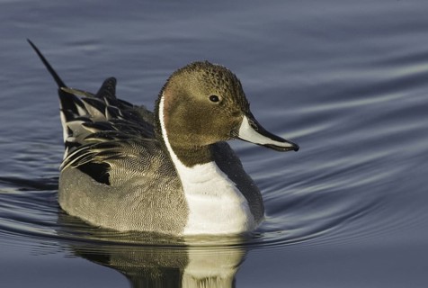 Northern Pintail (Anas acuta) male, California, USA
