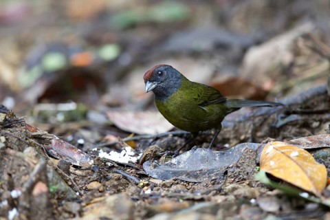 Olive Finch (Arremon castaneiceps) perched on the ground, Risaralda, Colombia