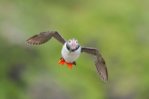 Atlantic Puffin (Fratercula arctica) flying with sandeels in beak, Iceland