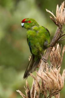 Red-crowned Parakeet (Cyanoramphus novaezelandiae), New Zealand