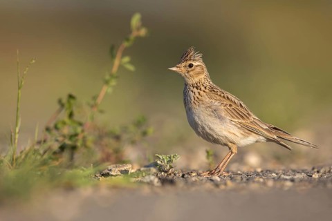 Eurasian Skylark (Alauda arvensis) male perched on the ground, Poland