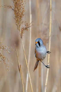 Bearded reedling, bearded tit (Panurus biarmicus) adult male perched on reed stem while foraging
