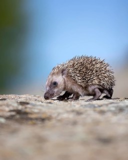 European Hedgehog (Erinaceus europaeus) young walking over rocks, Spain