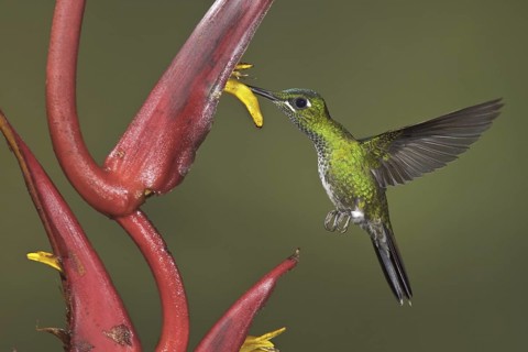 Green-crowned Brilliant (Heliodoxa jacula), Ecuador