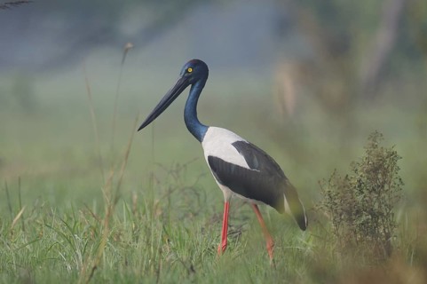 Black-necked Stork (Ephippiorhynchus asiaticus), India