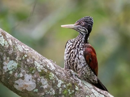 Greater Flameback (Chrysocolaptes guttacristatus) female, Sri Lanka