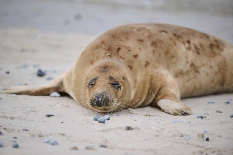 Grey seal (Halichoerus grypus) lying on the beach, Düne, Helgoland, Schleswig-Holstein, Germany