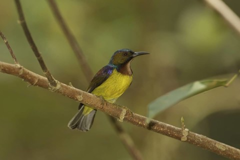 Brown-throated Sunbird (Anthreptes malacensis) male, Singapore
