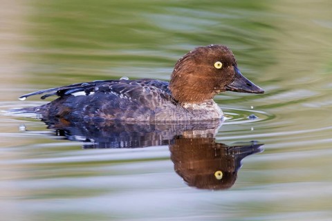 Common goldeneye, animals, birds, ducks, duck family, (Bucephala clangula), swims in water,