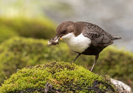White-throated Dipper (Cinclus cinclus cinclus) with insects in its beak, Dalarna, Sweden