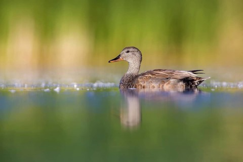 Gadwall (Mareca strepera) male, Poland