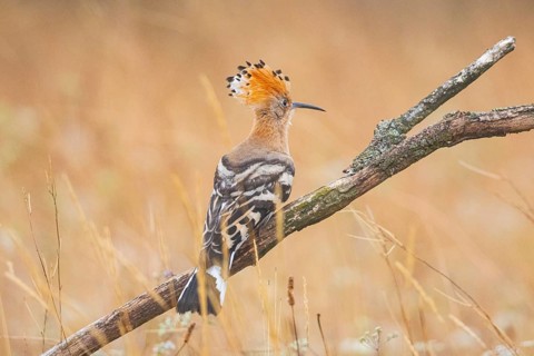 Hoopoe (Upupa epopa) Hungary
