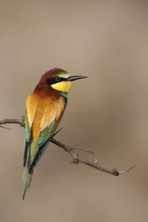 European Bee-eater (Merops apiaster), Lake Neusiedl, Austria