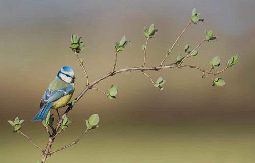 Eurasian Blue Tit (Cyanistes caeruleus) perched on a branch, Aosta Valley, Italy