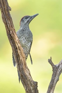 European Green Woodpecker (Picus viridis) juvenile perched on snag, Aosta Valley, Italy