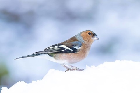 Eurasian chaffinch (Fringilla coelebs) adult male garden bird in snow in winter, England, United
