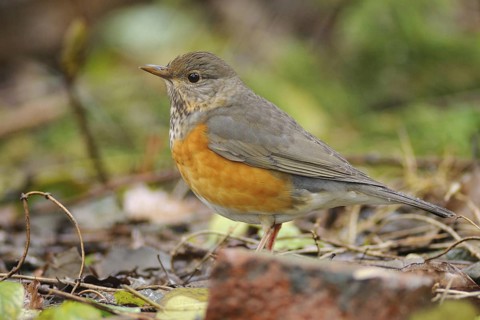 Grey-backed Thrush (Turdus hortulorum), Poyang Lake, China