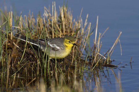 Citrine Wagtail (Motacilla citreola) female, Dornod Province, Mongolia