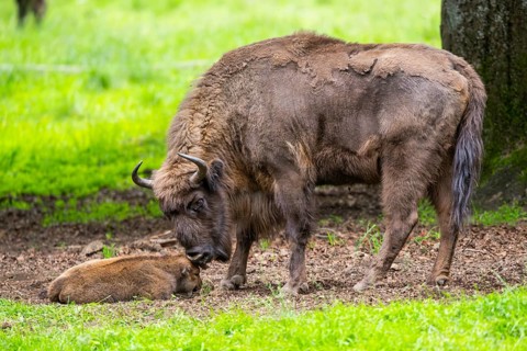 European bison (Bison bonasus) mother with her youngster on a meadow in summer, Bavarian Forest,