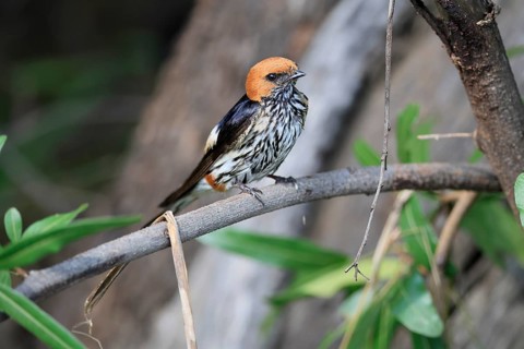Little Cecropis (Cecropis abyssinica), adult, waiting, alert, Pilanesberg National Park, North West