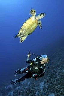 Underwater photo Diver looking up observing Hawksbill sea turtle (Eretmochelys imbricata) Sea