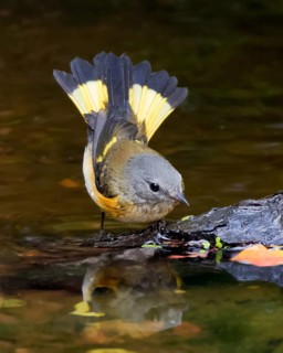 Female American Redstart, Setophaga ruticilla, bathes in a backyard pond in Saskatoon,